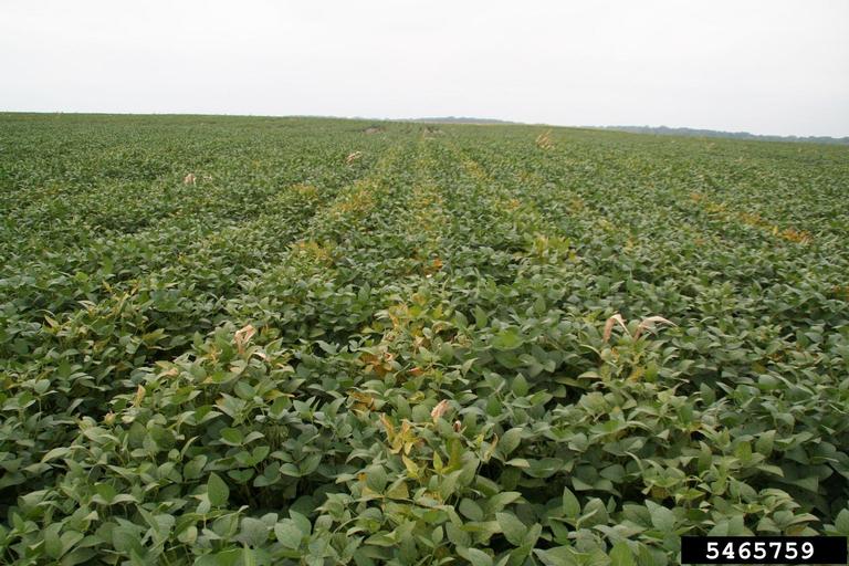 Sudden death syndrome show up on earlier-planted soybeans